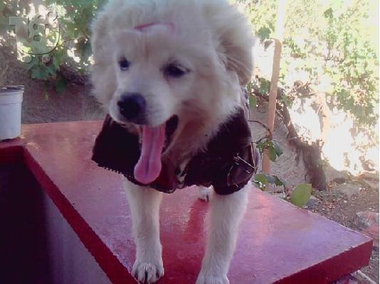 pomeranian spitz koutabaki